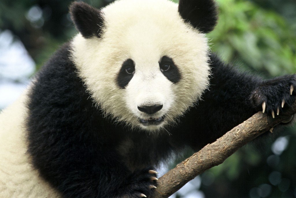 Ailuropoda melanoleuca Giant panda Chengdu Breeding Centre Chengdu,  Sichuan Province,  China